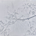 GOLDEN LEAF TREE
